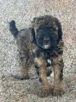 Bean - Red Phantom female , a female Poodle - Miniature  and Poodle - Standard  for sale in Longmont, CO – 8 of 8