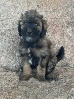 Button - phantom female, a female Poodle - Miniature  and Poodle - Standard  for sale in Longmont, CO – 3 of 8