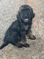 Winston - Phantom male, a male Poodle - Miniature  and Poodle - Standard  for sale in Longmont, CO – 5 of 7