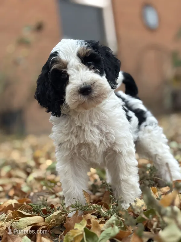 Templeton – Bernedoodle, Miniature Bernedoodle puppy for sale in Longmont, CO