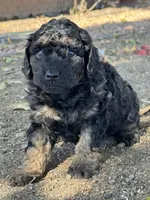 Cordell, a female Bernedoodle and Miniature Bernedoodle for sale in Longmont, CO – 5 of 10