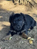 Kitten, a female Pembroke Welsh Corgi and Poodle - Miniature  for sale in Longmont, CO – 4 of 8