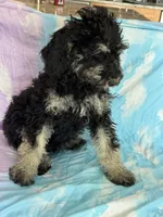 Arianna , a female Poodle - Standard  for sale in Longmont, CO – 4 of 10