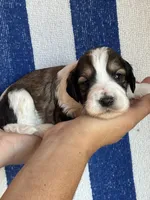 Rusty, a male Bernedoodle and Miniature Bernedoodle for sale in Longmont, CO – 5 of 10