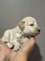 Cream female , a female Poodle - Miniature  and Poodle - Standard  for sale in Longmont, CO – 9 of 10