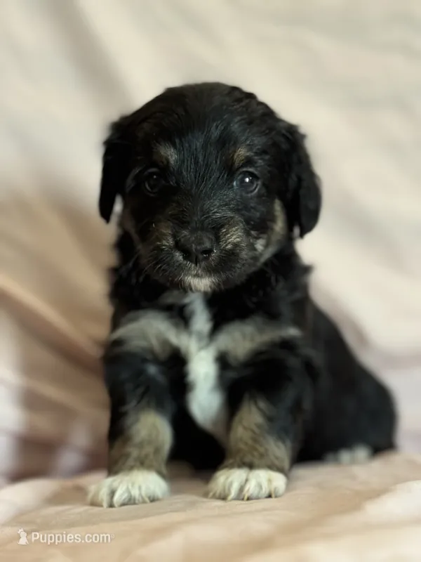Song – Pembroke Welsh Corgi, Poodle - Miniature  puppy for sale in Longmont, CO