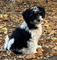 Oreo, a female Bernedoodle and Miniature Bernedoodle for sale in Longmont, CO – 3 of 10