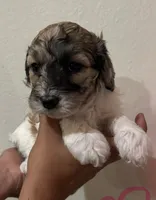 Hafnhalf, a female Bernedoodle and Miniature Bernedoodle for sale in Longmont, CO – 8 of 10