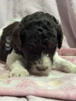 Jax - chocolate tri color parti, a male Poodle - Miniature  and Poodle - Standard  for sale in Longmont, CO – 4 of 10