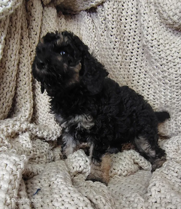 Ariana – Poodle - Standard  puppy for sale in Longmont, CO