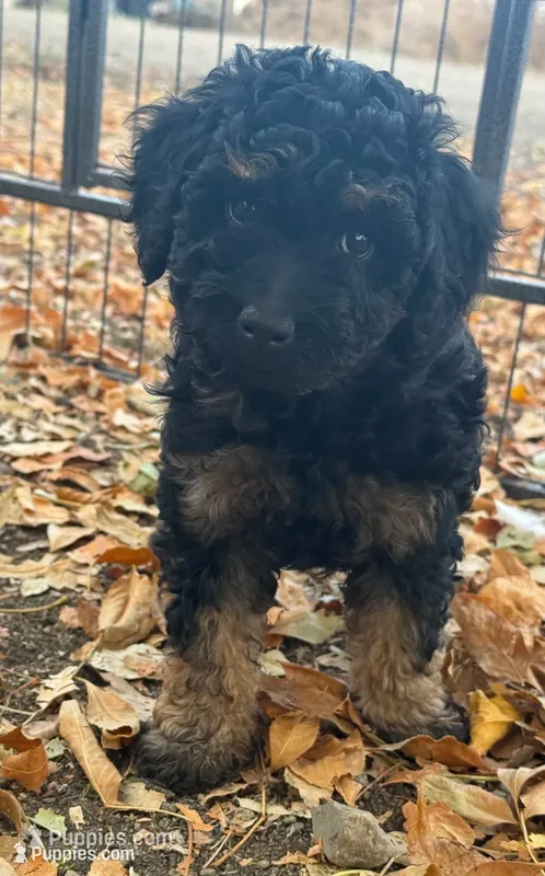 Cordell – Bernedoodle, Miniature Bernedoodle puppy for sale in Longmont, CO