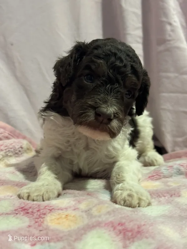 Max - sable parti male  – Poodle - Miniature , Poodle - Standard  puppy for sale in Longmont, CO