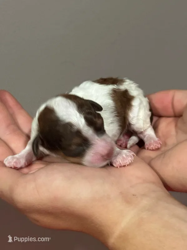 Douglas – Bernedoodle, Miniature Bernedoodle puppy for sale in Longmont, CO