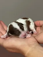Douglas, a male Bernedoodle and Miniature Bernedoodle for sale in Longmont, CO – 1 of 2