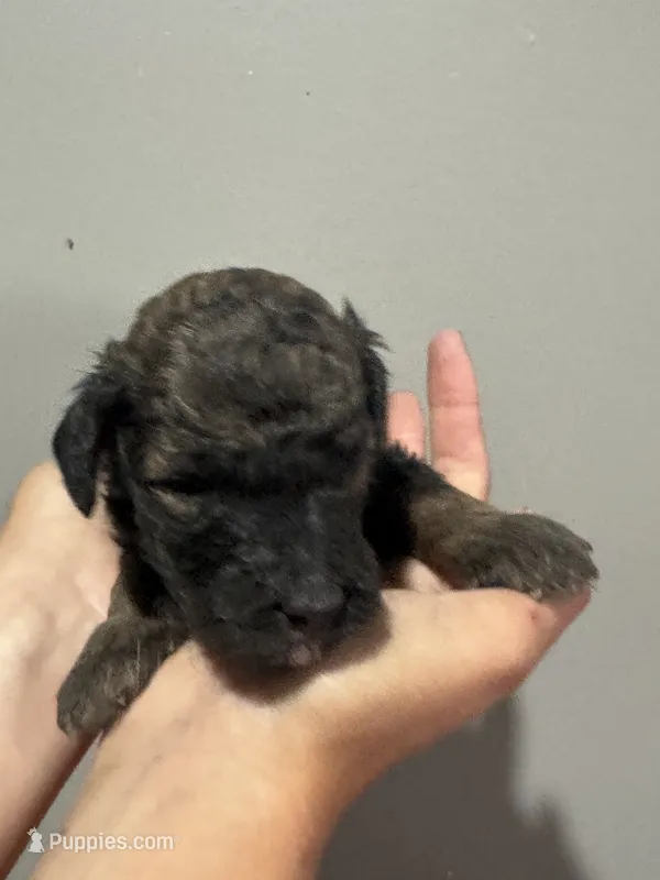 Bean - Red Phantom female  – Poodle - Miniature , Poodle - Standard  puppy for sale in Longmont, CO