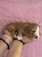 Honey, a female Bernedoodle and Miniature Bernedoodle for sale in Longmont, CO – 4 of 10