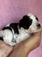 Ashland, a female Bernedoodle and Miniature Bernedoodle for sale in Longmont, CO – 8 of 10