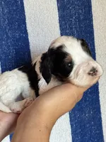 Templeton, a male Bernedoodle and Miniature Bernedoodle for sale in Longmont, CO – 4 of 7