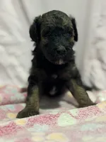 Button - phantom female, a female Poodle - Miniature  and Poodle - Standard  for sale in Longmont, CO – 5 of 8