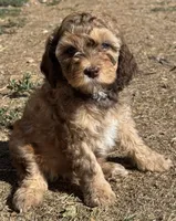 Saffron, a female Bernedoodle and Miniature Bernedoodle for sale in Longmont, CO – 1 of 10