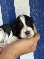 Bruno, a male Bernedoodle and Miniature Bernedoodle for sale in Longmont, CO – 6 of 9