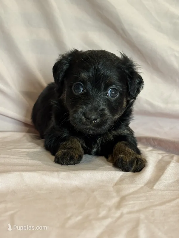 Sonnet – Pembroke Welsh Corgi, Poodle - Miniature  puppy for sale in Longmont, CO