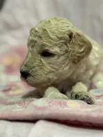 Cream female , a female Poodle - Miniature  and Poodle - Standard  for sale in Longmont, CO – 6 of 10