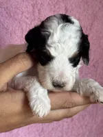 Love, a female Bernedoodle and Miniature Bernedoodle for sale in Longmont, CO – 5 of 10