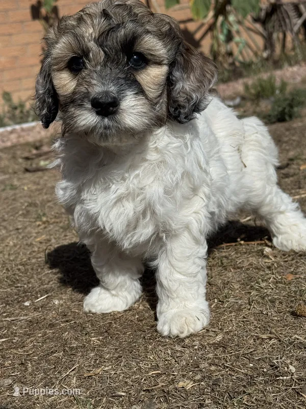 Hafnhalf – Bernedoodle, Miniature Bernedoodle puppy for sale in Longmont, CO
