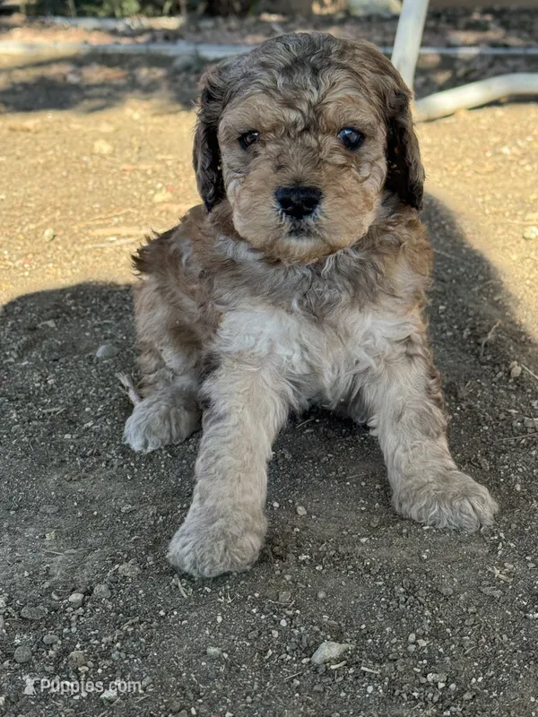 Dutton – Bernedoodle, Miniature Bernedoodle puppy for sale in Longmont, CO
