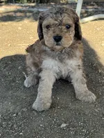 Dutton, a male Bernedoodle and Miniature Bernedoodle for sale in Longmont, CO – 6 of 10