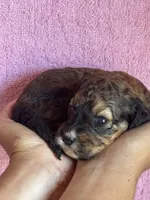 Copper, a female Bernedoodle and Miniature Bernedoodle for sale in Longmont, CO – 5 of 10