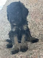 Toby, a male Poodle - Miniature  and Poodle - Standard  for sale in Longmont, CO – 3 of 8