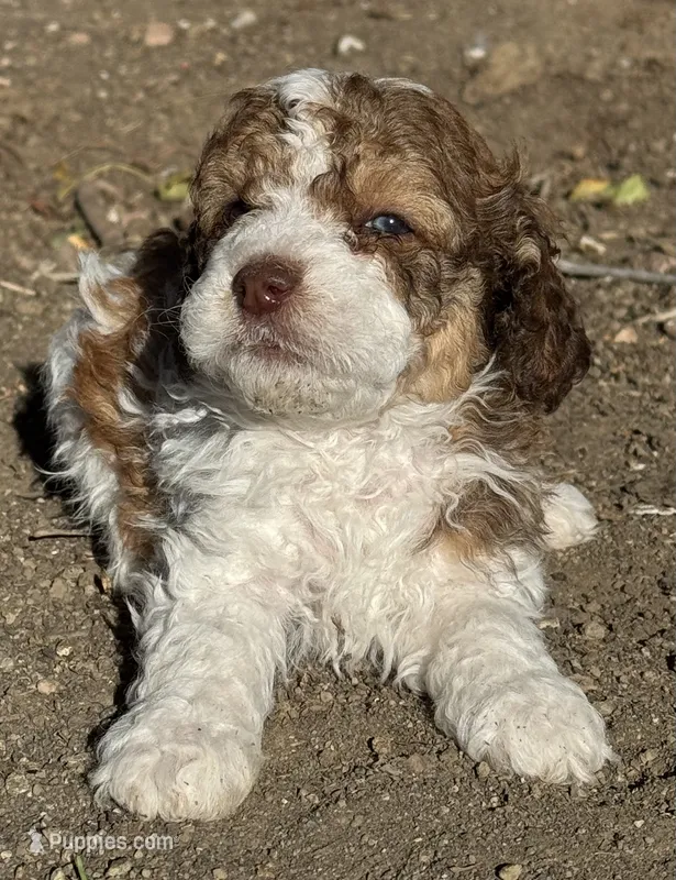 Douglas – Bernedoodle, Miniature Bernedoodle puppy for sale in Longmont, CO
