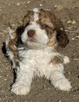 Douglas, a male Bernedoodle and Miniature Bernedoodle for sale in Longmont, CO – 1 of 10