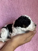 Ashland, a female Bernedoodle and Miniature Bernedoodle for sale in Longmont, CO – 10 of 10