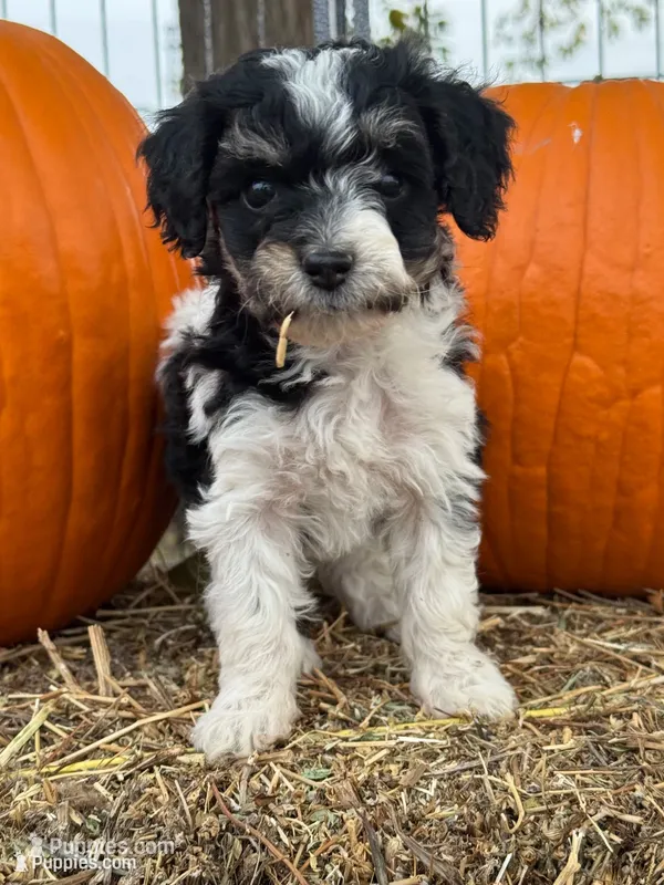 Oreo – Bernedoodle, Miniature Bernedoodle puppy for sale in Longmont, CO