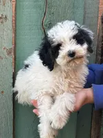 Love, a female Bernedoodle and Miniature Bernedoodle for sale in Longmont, CO – 2 of 10