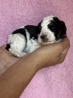 Ashland, a female Bernedoodle and Miniature Bernedoodle for sale in Longmont, CO – 5 of 10
