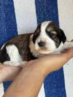 Rusty, a male Bernedoodle and Miniature Bernedoodle for sale in Longmont, CO – 6 of 10