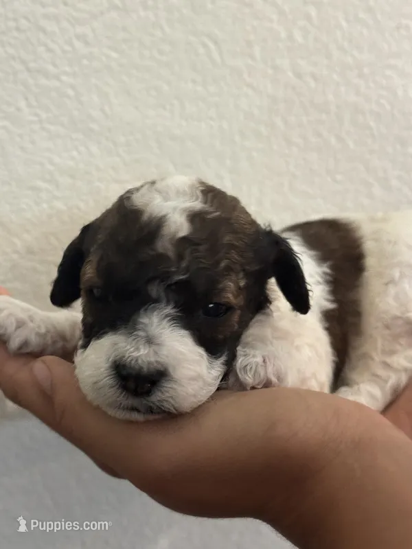 Butterfly – Bernedoodle, Miniature Bernedoodle puppy for sale in Longmont, CO