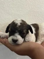 Butterfly, a female Bernedoodle and Miniature Bernedoodle for sale in Longmont, CO – 8 of 10