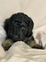 Cordell, a female Bernedoodle and Miniature Bernedoodle for sale in Longmont, CO – 9 of 10
