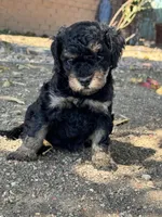 Venice , a female Bernedoodle and Miniature Bernedoodle for sale in Longmont, CO – 2 of 10