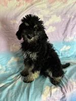 Kendrick , a male Poodle - Standard  for sale in Longmont, CO – 10 of 10