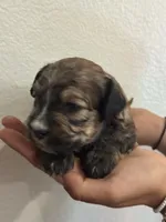 Duncan, a male Bernedoodle and Miniature Bernedoodle for sale in Longmont, CO – 6 of 10