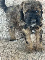 Bean - Red Phantom female , a female Poodle - Miniature  and Poodle - Standard  for sale in Longmont, CO – 2 of 8