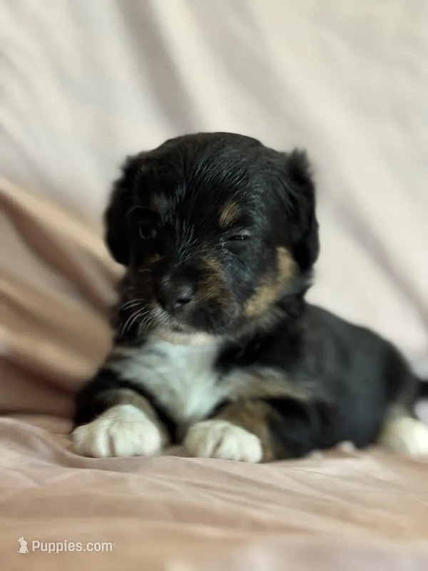 Surprise – Pembroke Welsh Corgi, Poodle - Miniature  puppy for sale in Longmont, CO