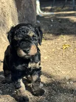 Venice , a female Bernedoodle and Miniature Bernedoodle for sale in Longmont, CO – 4 of 10