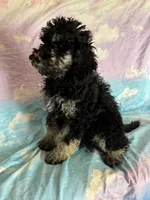 Kendrick , a male Poodle - Standard  for sale in Longmont, CO – 9 of 10